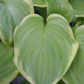 Hosta 'Frozen Margarita' 