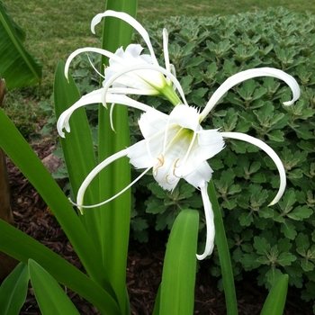 Hymenocallis narcissiflora