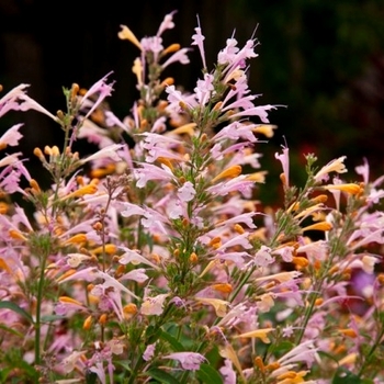 Agastache 'Chiffon' 