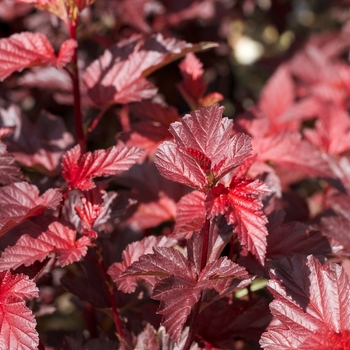 Physocarpus opulifolius 'Ruby Spice' 