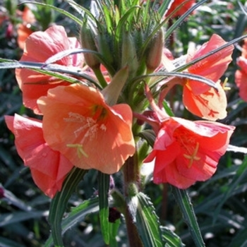 Oenothera versicolor 'Sunset Boulevard' 