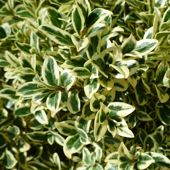 Buxus sempervirens 'Aureo-variegata' 