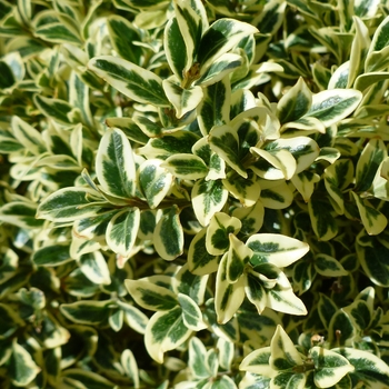 Buxus sempervirens 'Aureo-variegata'