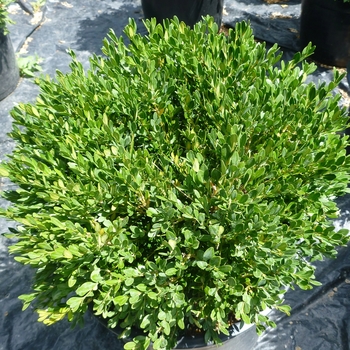 Buxus microphylla 'Pincushion'