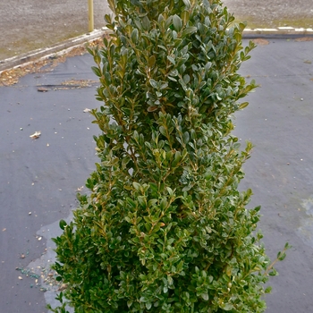 Buxus 'Green Mountain'