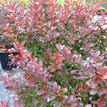 Berberis thunbergii 'Cherry Bomb®'