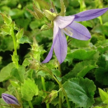 Campanula poscharskyana