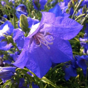 Campanula persicifolia 'Blue-Eyed Blonde' 