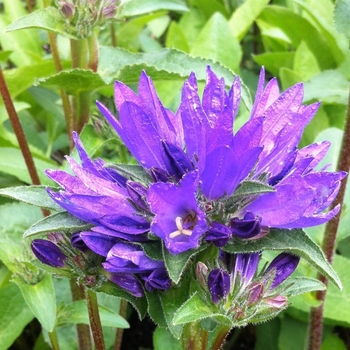 Campanula glomerata 'Joan Elliot' 