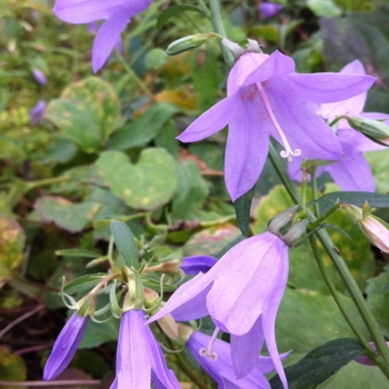 Campanula americana