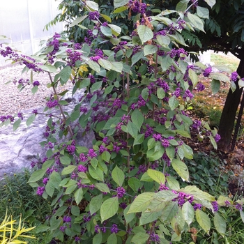 Callicarpa dichotoma 'Early Amethyst'