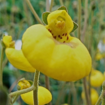 Calceolaria biflora 'Goldcap' 