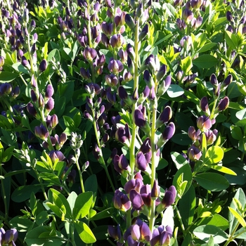 Baptisia Prairieblues™ 'Twilite'