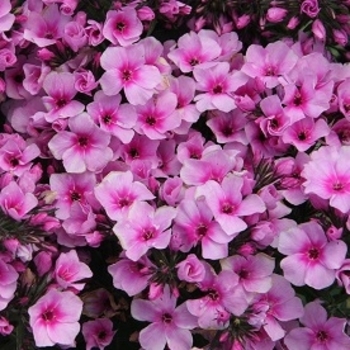 Phlox paniculata 'Early Start Pink Dark Eye™' 