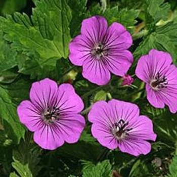 Geranium 'Pink Penny' PP17656