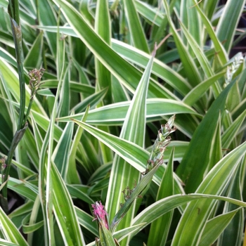 Carex siderosticha 'Variegata' 