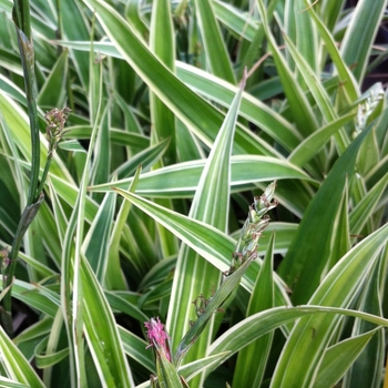 Carex siderosticha 'Variegata'