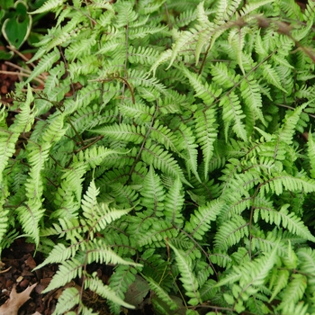 Athyrium niponicum 'Red Beauty'