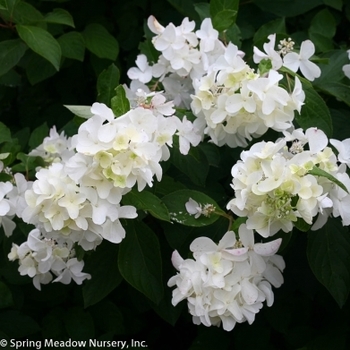 Hydrangea paniculata 'WRHPBB2' 