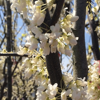 Cercis canadensis 'Royal White' 