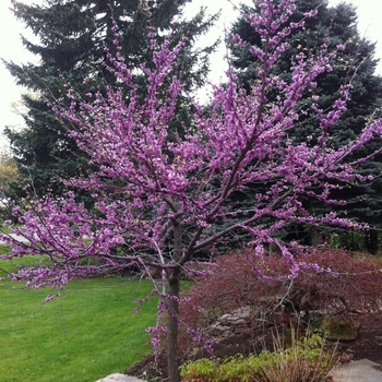 Cercis canadensis