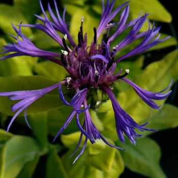 Centaurea montana 'Gold Boullion' 