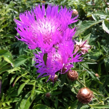 Centaurea dealbata