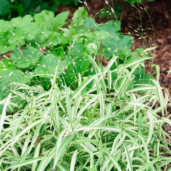 Chasmanthium latifolium 'River Mist' PPAF