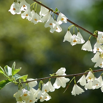 Halesia monticola