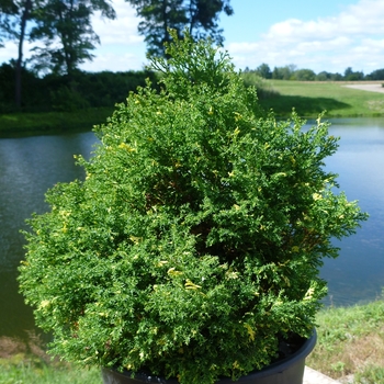 Chamaecyparis obtusa 'Saffron Spray'