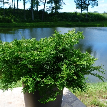 Chamaecyparis obtusa 'Pygmaea Aurescens' 