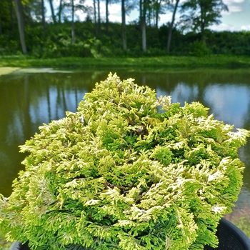 Chamaecyparis obtusa 'Nana Lutea'