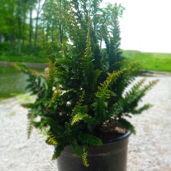 Chamaecyparis obtusa 'Filicoides Compacta' 