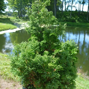 Chamaecyparis obtusa 'Chabo Yadori' 