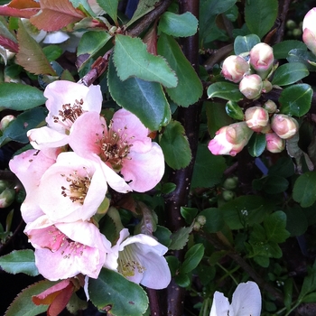 Chaenomeles speciosa 'Toyo Nishiki' (085017)