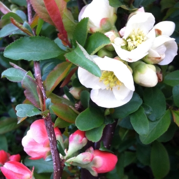 Chaenomeles speciosa 'Toyo Nishiki' 