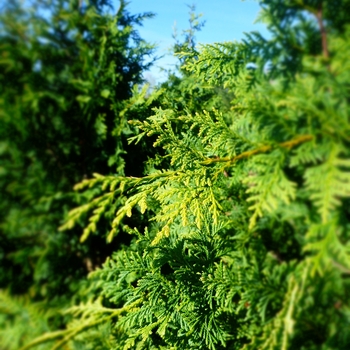 Chamaecyparis nootkatensis 'Aurea' 