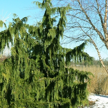 Chamaecyparis nootkatensis 'Pendula Select'