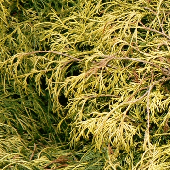 Chamaecyparis pisifera 'Filifera Aurea Nana'