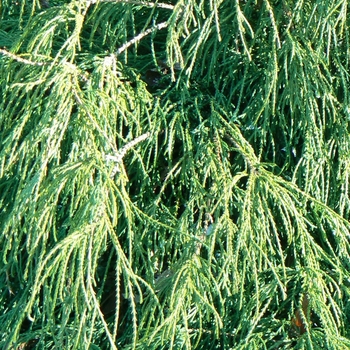 Chamaecyparis pisifera 'Filifera' 