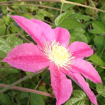 Clematis 'Abilene™' 'Evipo027'