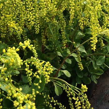 Chiastophyllum oppositifolium 'Solar Yellow'