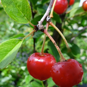 Prunus 'Valentine'