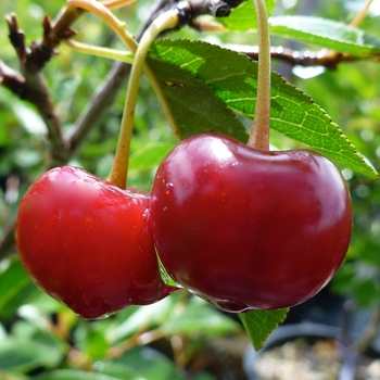 Prunus 'Juliet'