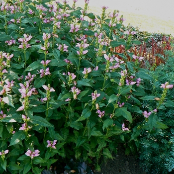Chelone obliqua '' (085107)