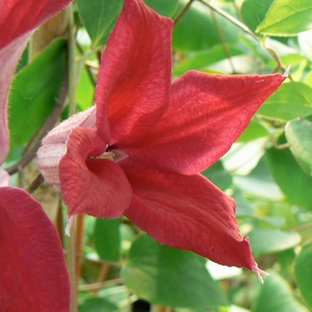 Clematis texensis 'Gravetye Beauty' 