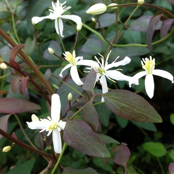 Clematis recta 'Purpurea' 