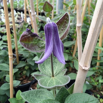 Clematis integrifolia 