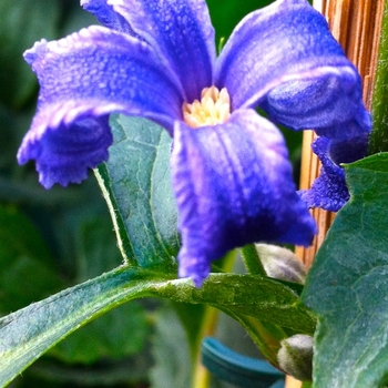 Clematis heracleifolia 'China Purple'