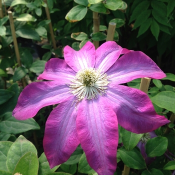 Clematis 'Star of India' 